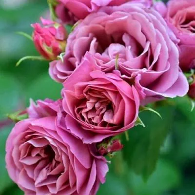 Японская роза в Солигорске