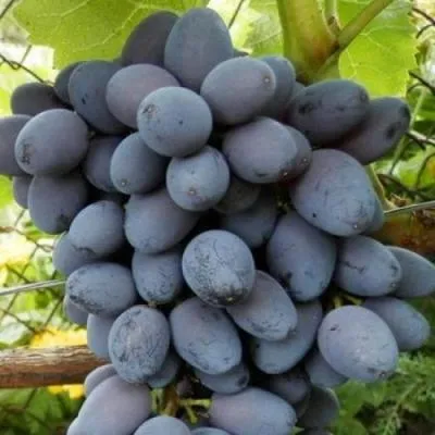 Черный виноград в Солигорске