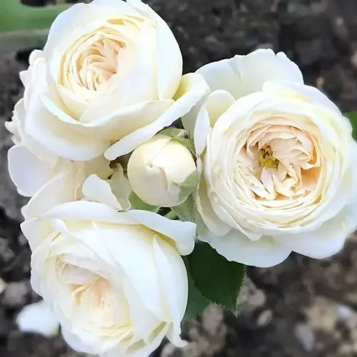 Роза АРТЕМИС шраб в Солигорске