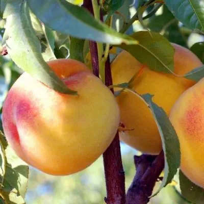 Колонновидные персики в Солигорске