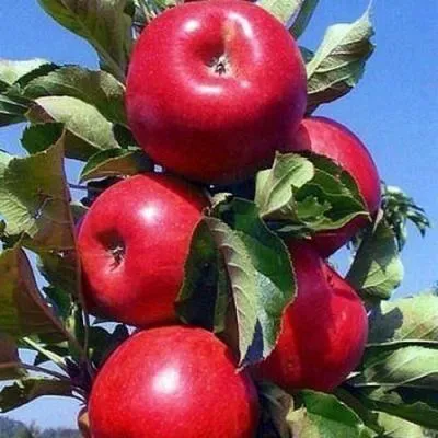 Колонновидные яблони в Солигорске