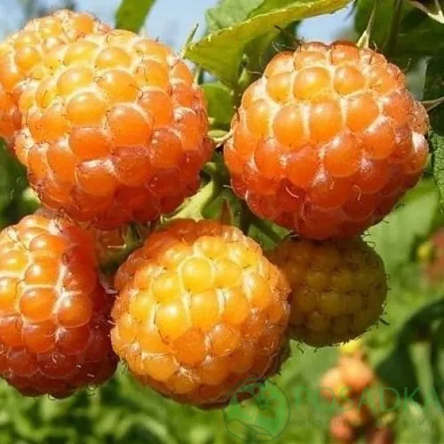 Малина КУМБЕРЛЕНД желтая в Солигорске